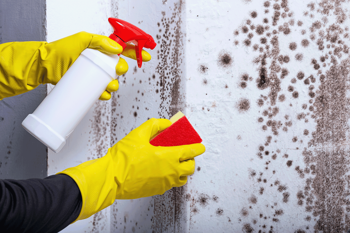 Herkömmliche Schimmelsprays