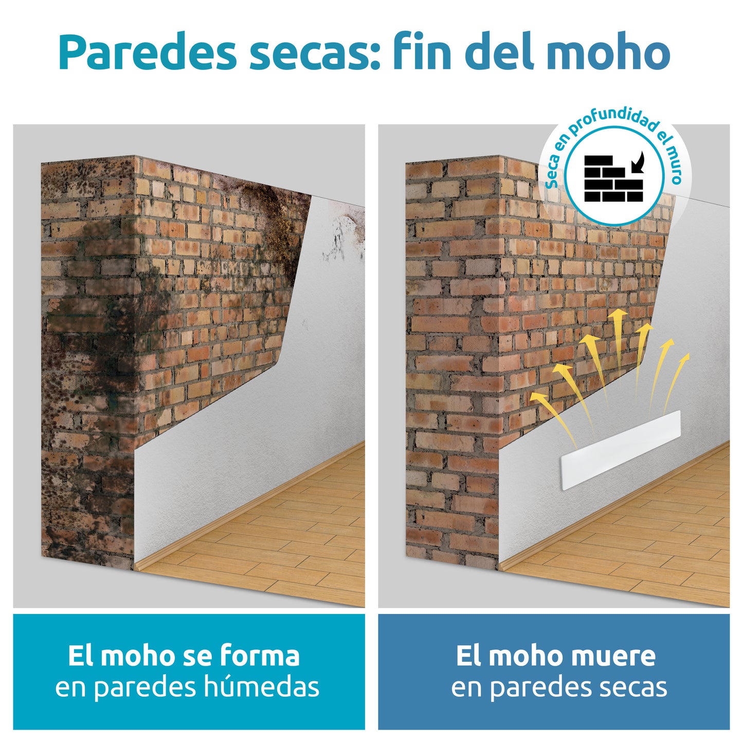 parades secas: fin del moho